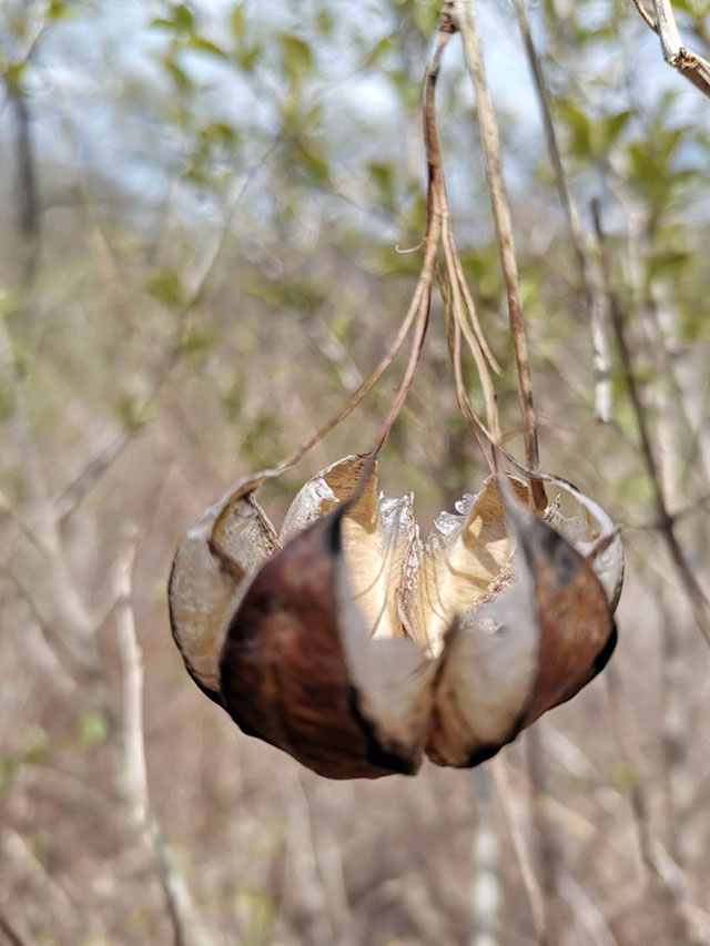 �S�^(q��)�h(hu��n)��